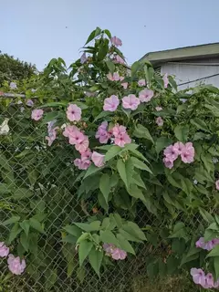 Ipomoea Arbustiva Mix (não é trepadeira)- Ipomoea carnea - comprar online