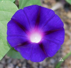 Ipomoea Grandpa Ott - Ipomoea purpurea - flor - Plantamundo