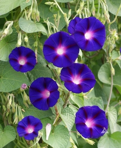 Ipomoea Grandpa Ott - Ipomoea purpurea - flor na internet