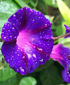 Ipomoea Grandpa Ott - Ipomoea purpurea - flor - comprar online