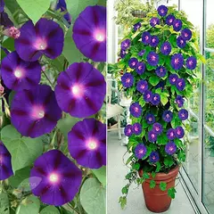 Ipomoea Grandpa Ott - Ipomoea purpurea - flor