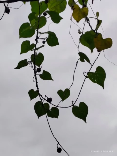 Ipomoea Estrela Dourada - Ipomoea obscura -Trepadeira - Flor - Sementes na internet