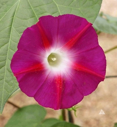 Ipomoea Scarlet Ohara - Ipomoea nil - flor - comprar online