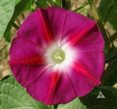 Ipomoea Scarlet Ohara - Ipomoea nil - flor