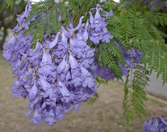 Imagem do Jacarandá Azul - Jacarandá Mimoso - Jacaranda mimosifolia