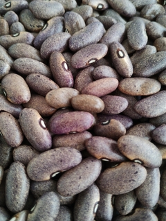 Feijão Jalo Roxo - Crioulo - Plantamundo