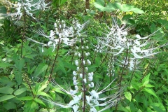 Java Tea - Chá de Java - Orthosiphon aristatus - Mudas na internet