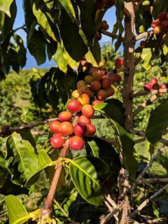 Cafe Gourmet Kona Coffee - Café Arábica de Hawaii - 20 Sementes - Plantamundo