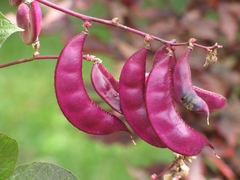 Feijão Mangalo Roxo - Orelha de Padre - Dolichos lablab - Lablab purpureus
