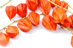 Lanterna Chinesa - Physalis alkekengi - PANC