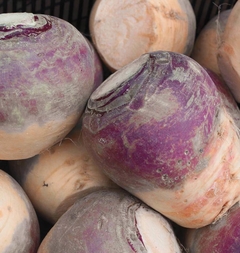 Couve Rabano Laurentian - Rutabaga - comprar online