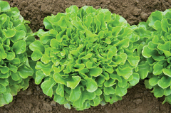 Alface Mimosa Verde Green Oak Shaped Lettuce