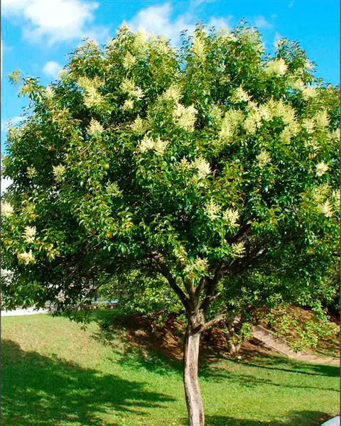 Alfeneiro Ligustrum Ligustro Árvore Para Calçada - Cerca Viva - Sementes - comprar online