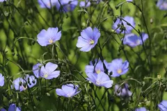 Imagem do Linho Azul - Linum usitatissimum - 100 Sementes