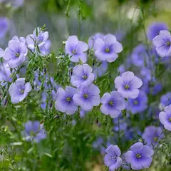Linho Azul - Linum usitatissimum - 100 Sementes - Plantamundo