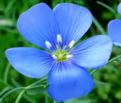 Linho Azul - Linum usitatissimum - 100 Sementes - comprar online