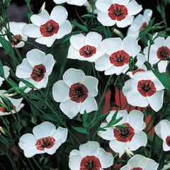 Linho Bright Eyes - Olhos Brilhantes Linum grandiflorum Flor