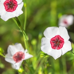 Linho Bright Eyes - Olhos Brilhantes Linum grandiflorum Flor - comprar online