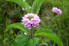 Erva Cidreira de arbusto - Lippia alba MUDAS - comprar online