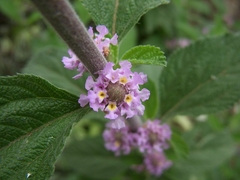 Erva Cidreira de arbusto - Lippia alba MUDAS