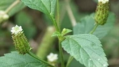 Erva Doce dos Astecas - Lippia dulcis - Muda - comprar online