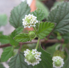 Erva Doce dos Astecas - Lippia dulcis - Muda