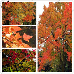 Liquidambar Formosana- Gum Chinês - Para Bonsai E Jardim