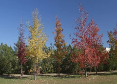 Imagem do Liquidambar Styraciflua - Arvore Do Ámbar - Bonsai ou árvore