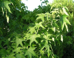 Liquidambar Styraciflua - Arvore Do Ámbar - Bonsai ou árvore - loja online