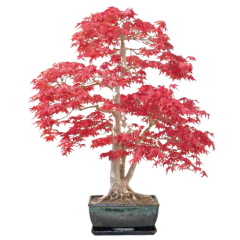 Liquidambar Styraciflua - Arvore Do Ámbar - Bonsai ou árvore