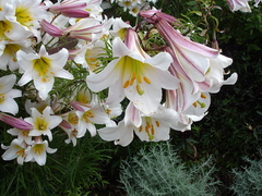 Lito Regalo - Lilium regale - Flor