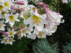 Lirio Regalo - Lirio Real - Royal Lily - Lilium regale - Flor