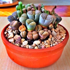 Lithops - Plantas Pedra