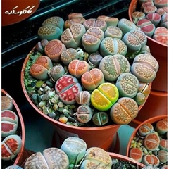Imagem do Lithops - Plantas Pedra