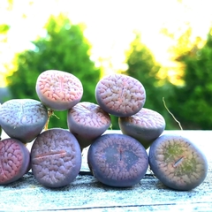Lithops - Plantas Pedra - loja online