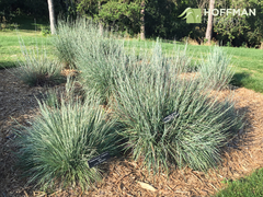 Grama Azul - Little Bluestem - Schizachyrium Scoparium na internet