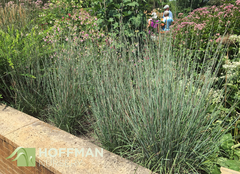 Grama Azul - Little Bluestem - Schizachyrium Scoparium - comprar online
