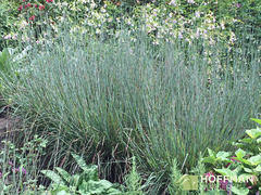 Grama Azul - Little Bluestem - Schizachyrium Scoparium