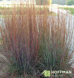 Grama Azul - Little Bluestem - Schizachyrium Scoparium - comprar online