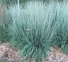 Grama Azul - Little Bluestem - Schizachyrium Scoparium