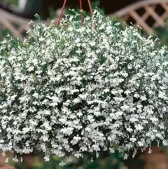 Lobelia Pendente Cascade White (branca) - Lobelia erinus - 100 sementes - loja online