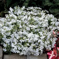 Lobelia Pendente Cascade White (branca) - Lobelia erinus - 100 sementes - Plantamundo