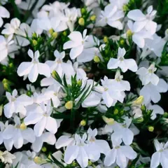 Lobelia Pendente Cascade White (branca) - Lobelia erinus - 100 sementes na internet