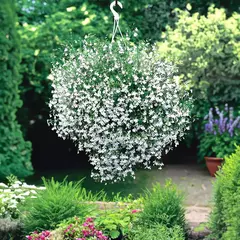 Lobelia Pendente Cascade White (branca) - Lobelia erinus - 100 sementes - comprar online