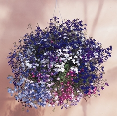 Lobelia Pendente Cascade Mix (sortida) - Lobelia erinus - comprar online
