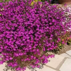 Lobelia Pendente Rosamund (Rosa) - Lobelia erinus - 100 sementes na internet