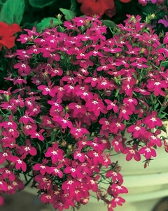 Lobelia Pendente Rosamund (Rosa) - Lobelia erinus - 100 sementes - comprar online