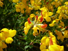 Lotus Corniculatus - Loto - Cornichão - Pasto Apicola - Flor - comprar online