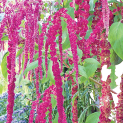 Amaranto Love Lies Bleeding - Amarantus Caudatus