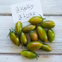 Tomate Lucky Tiger - Raro, belissimo e delicioso! na internet